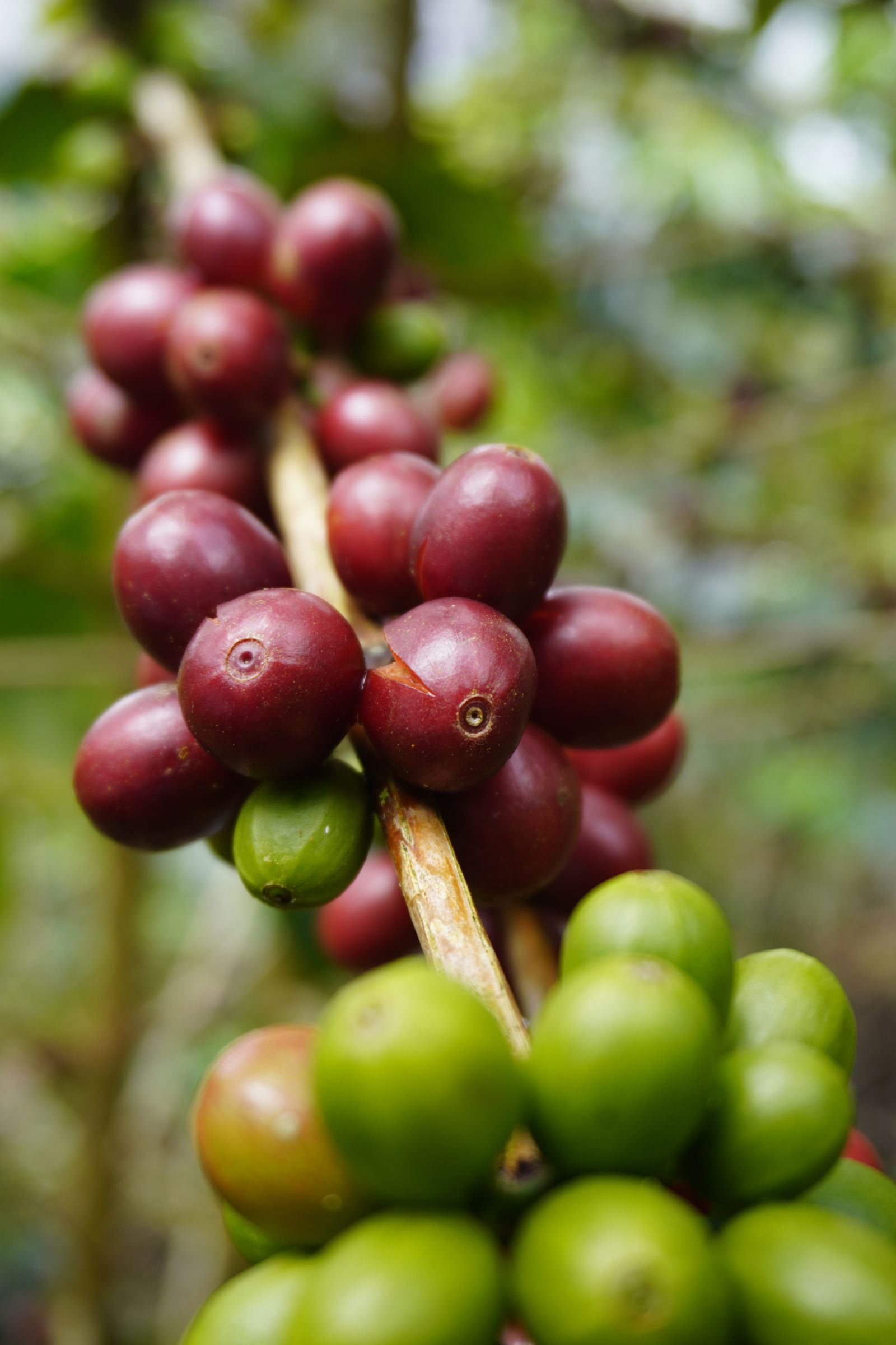 Red and green coffee cherries on a branch