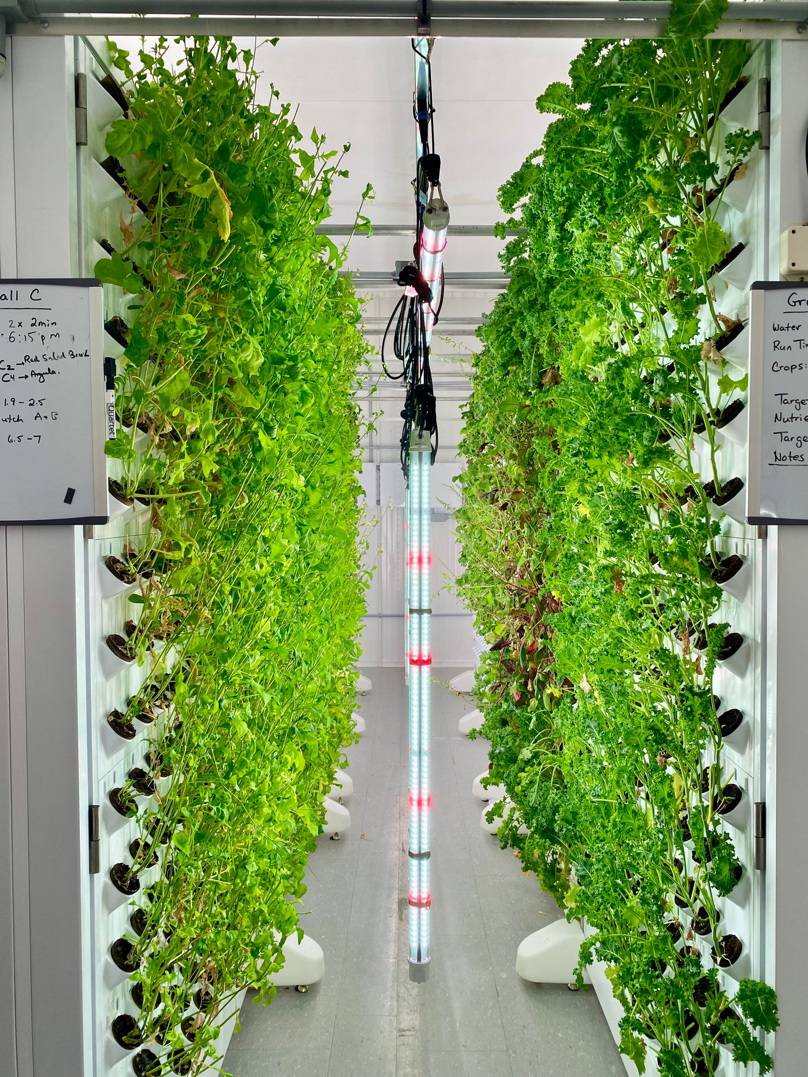 Vertical hydroponic rack system with leafy crops growing upward on both sides