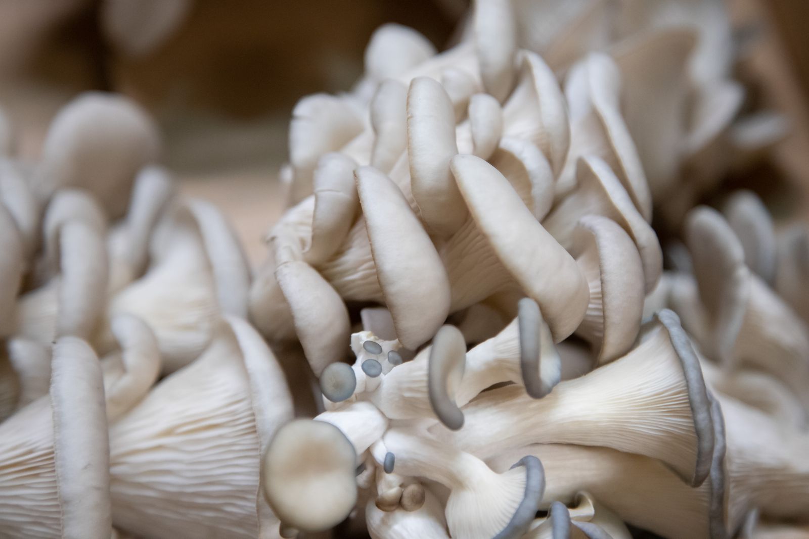Fresh oyster mushrooms