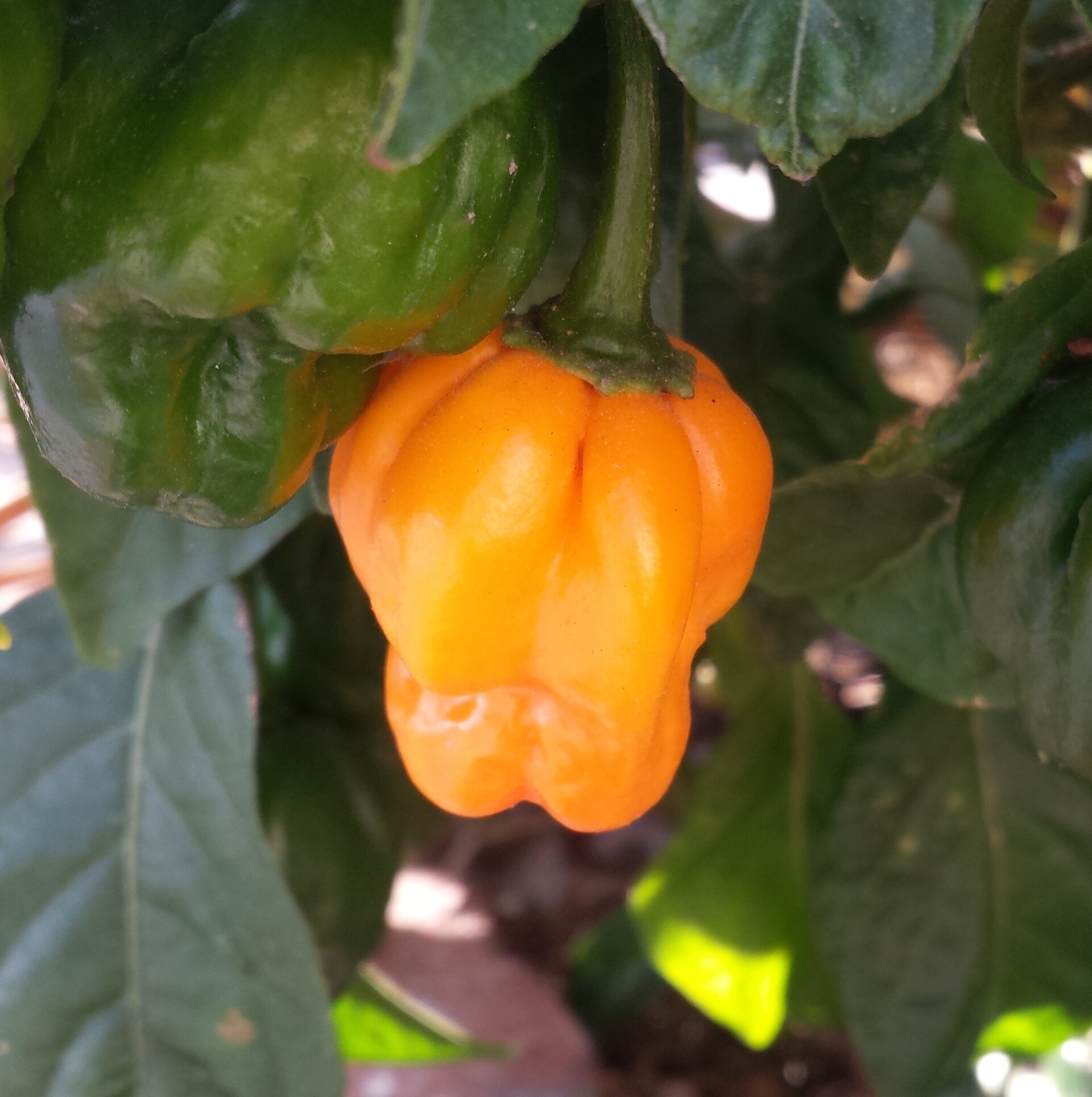 Ripe yellow Scotch Bonnet pepper growing on the plant